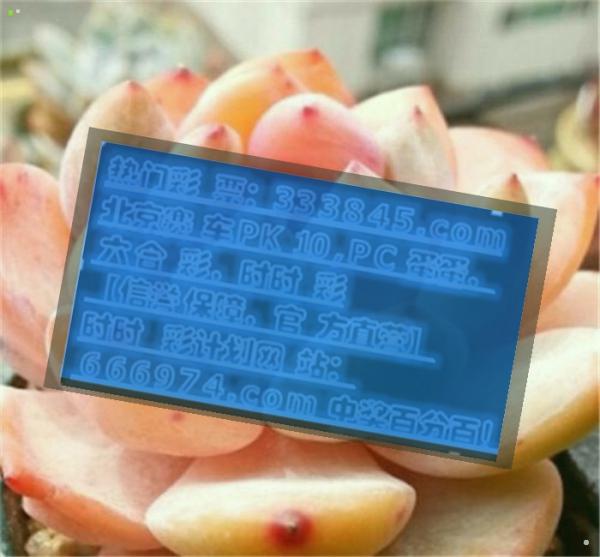 管家婆精准一码一肖揭秘，解析与落实精选解释